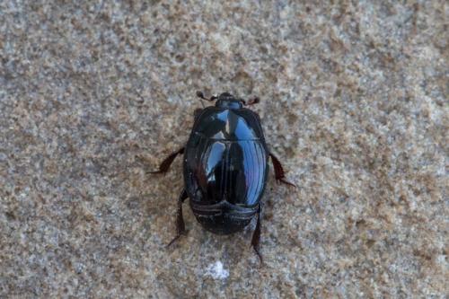 Margarinotus purpurascens
